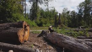 Best Tree Preservation Services  in Minooka, IL