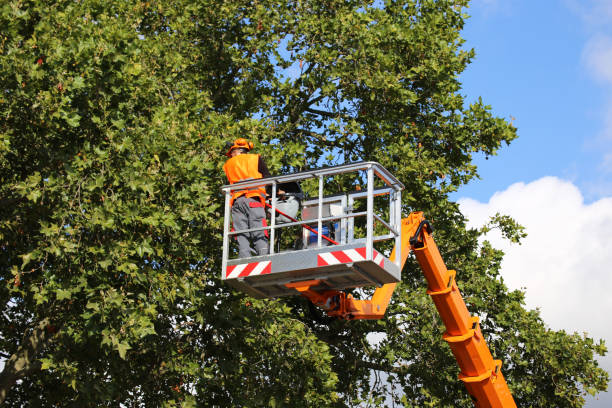 Best Storm Damage Tree Cleanup  in Minooka, IL