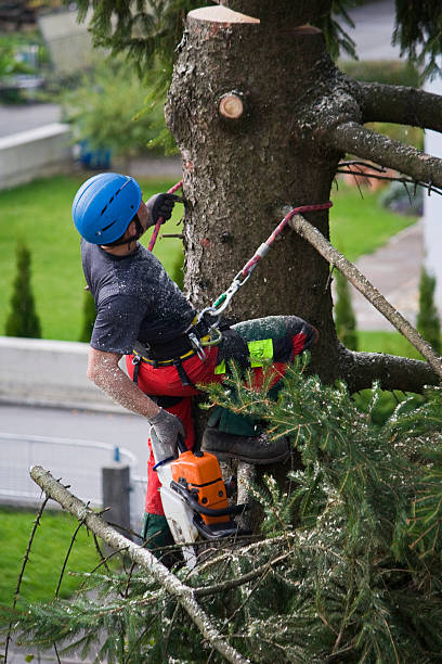 Best Hedge Trimming  in Minooka, IL