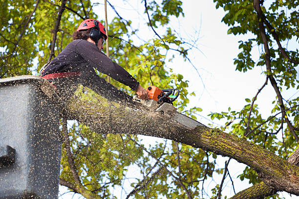 How Our Tree Care Process Works  in  Minooka, IL